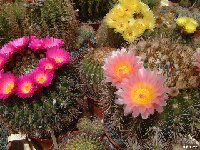 Notocactus mix (also available by 100-1000)